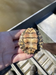 Graptemys flavimaculata