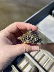 Graptemys flavimaculata