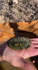 Graptemys flavimaculata