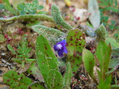 Anchusa aggregata