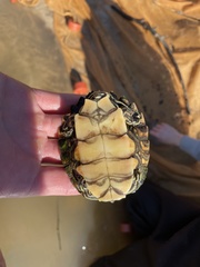 Graptemys flavimaculata