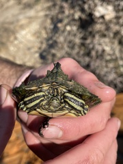 Graptemys flavimaculata