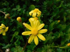 Senecio vernalis