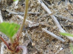 Pardosa subsordidatula