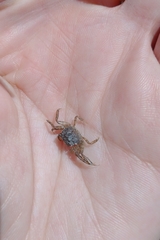 Cyrtograpsus