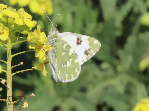 Photo of Bath White (Pontia daplidice)