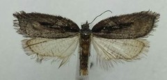 Acleris pulverosana