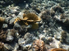 Udotea flabellum