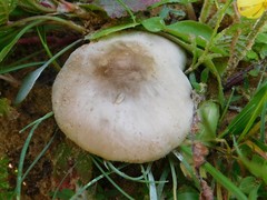 Melanoleuca exscissa