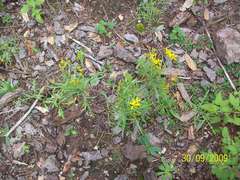 Senecio chihuahuensis