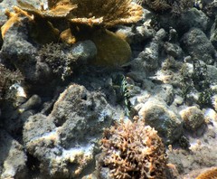 Udotea flabellum