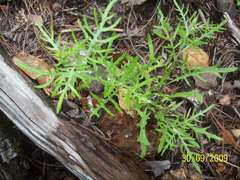 Senecio chihuahuensis