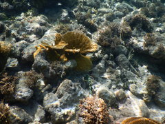 Udotea flabellum