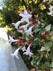 Abelia