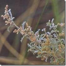 Atriplex lampa