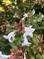 Abelia
