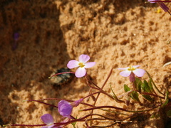 Maresia pulchella
