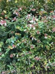 Abelia