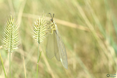 Myrmecaelurus trigrammus