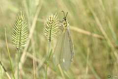 Myrmecaelurus trigrammus