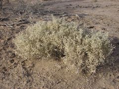 Atriplex lampa