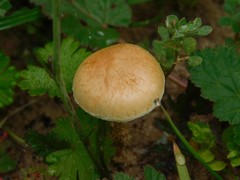 Candolleomyces candolleanus