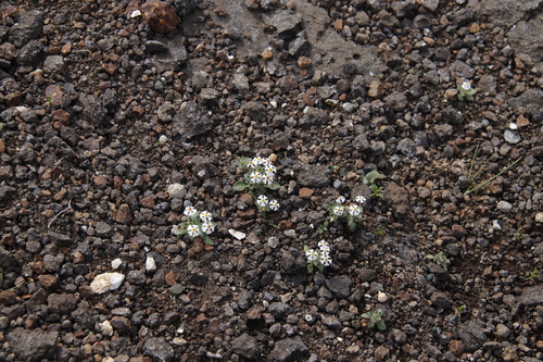 Image of Zaluzianskya crocea by (c) Tony Rebelo, some rights reserved (CC BY-SA)