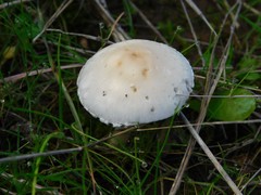 Candolleomyces candolleanus