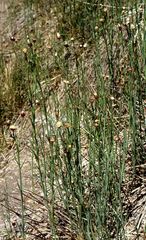 Baccharis juncea
