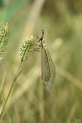 Insecta