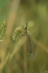 Insecta