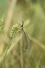 Insecta