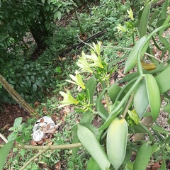 Vanilla planifolia