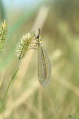 Insecta