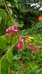 Averrhoa carambola