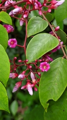 Averrhoa carambola