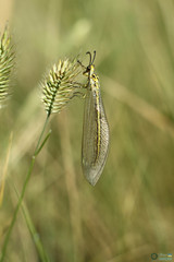 Insecta