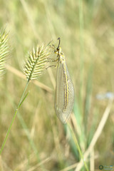 Myrmecaelurus trigrammus