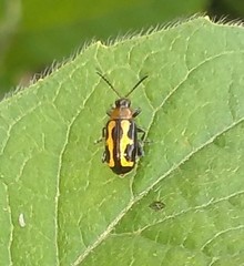 Coleoptera