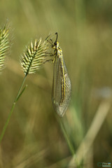 Myrmecaelurus trigrammus