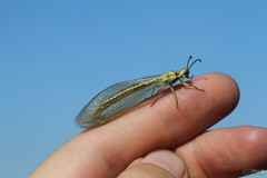 Myrmecaelurus trigrammus