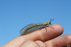 Myrmecaelurus trigrammus