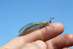 Myrmecaelurus trigrammus