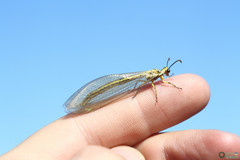 Myrmecaelurus trigrammus