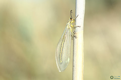 Myrmecaelurus trigrammus