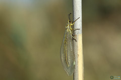 Myrmecaelurus trigrammus