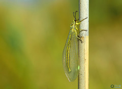 Myrmecaelurus trigrammus