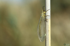 Myrmecaelurus trigrammus