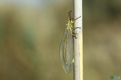 Myrmecaelurus trigrammus