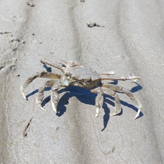 Cyrtograpsus